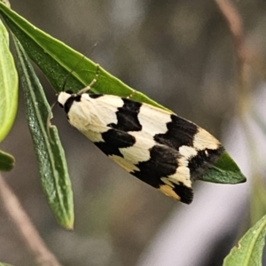 Termessa laeta at Bungonia, NSW - 15 Oct 2023 05:05 PM