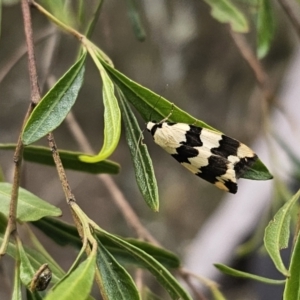 Termessa laeta at Bungonia, NSW - 15 Oct 2023 05:05 PM