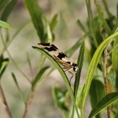 Termessa laeta at Bungonia, NSW - 15 Oct 2023 05:05 PM