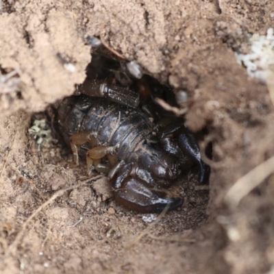 Urodacus manicatus (Black Rock Scorpion) at Chakola, NSW - 14 Oct 2023 by AlisonMilton