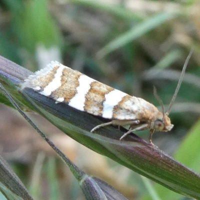 Subfurcatana subfurcatana (A Tortricid moth) at Charleys Forest, NSW - 15 Oct 2023 by arjay