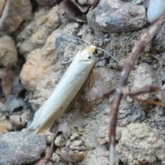 Unverified Moth (Lepidoptera) by arjay