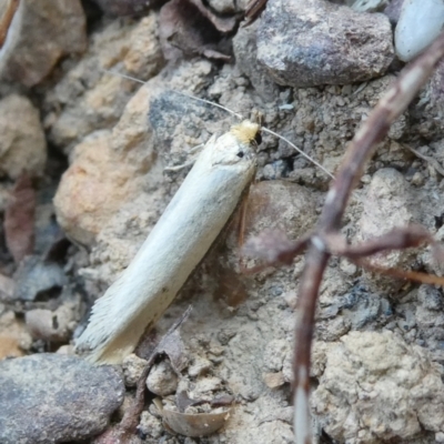 Unverified Moth (Lepidoptera) by arjay