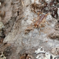 Gryllacrididae (family) (Wood, Raspy or Leaf Rolling Cricket) at Charleys Forest, NSW - 15 Oct 2023 by arjay