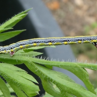 Chlenias (genus) (A looper moth) at Charleys Forest, NSW - 15 Oct 2023 by arjay