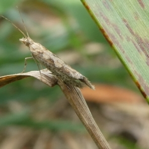 Plutella xylostella at Charleys Forest, NSW - suppressed