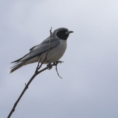 Artamus personatus (Masked Woodswallow) at Chakola, NSW - 15 Oct 2023 by AlisonMilton