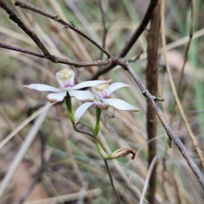Caladenia moschata (Musky Caps) at Canberra Central, ACT - 15 Oct 2023 by BethanyDunne