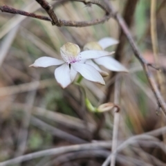 Caladenia moschata at Canberra Central, ACT - suppressed