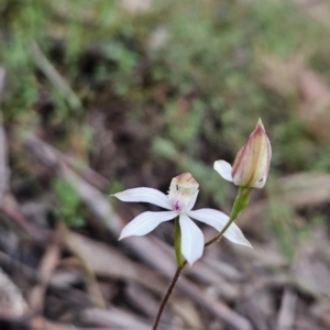 Caladenia moschata at Canberra Central, ACT - suppressed