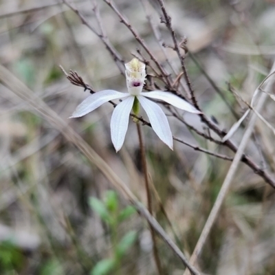 Caladenia moschata (Musky Caps) at Canberra Central, ACT - 15 Oct 2023 by BethanyDunne