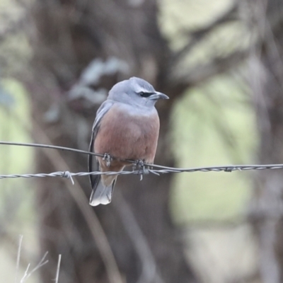 Artamus superciliosus (White-browed Woodswallow) at Chakola, NSW - 14 Oct 2023 by AlisonMilton