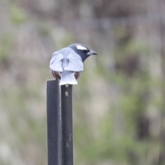 Artamus superciliosus at Chakola, NSW - 15 Oct 2023