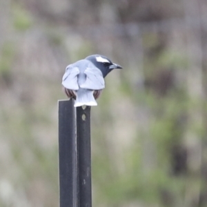 Artamus superciliosus at Chakola, NSW - 15 Oct 2023