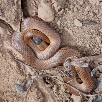Parasuta flagellum (Little Whip-snake) at Bungendore, NSW - 15 Oct 2023 by clarehoneydove