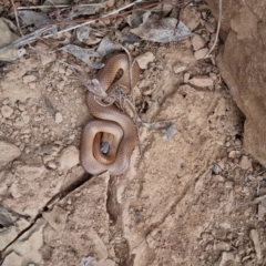 Parasuta flagellum at Bungendore, NSW - 15 Oct 2023