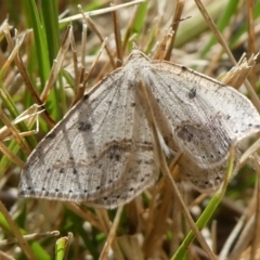 Taxeotis stereospila (Oval-spot Taxeotis (Oenochrominae)) at Charleys Forest, NSW - 15 Oct 2023 by arjay