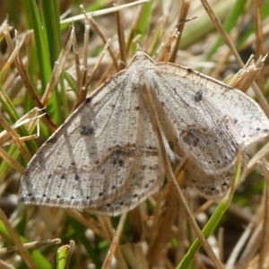 Taxeotis stereospila at Charleys Forest, NSW - 15 Oct 2023