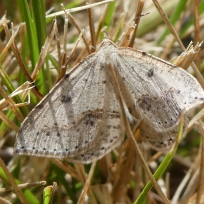 Taxeotis stereospila (Oval-spot Taxeotis (Oenochrominae)) at Charleys Forest, NSW - 15 Oct 2023 by arjay