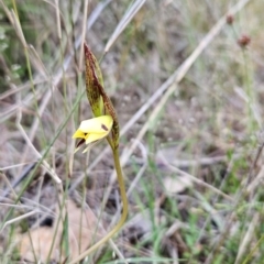 Diuris sulphurea (Tiger Orchid) at Canberra Central, ACT - 15 Oct 2023 by BethanyDunne