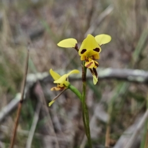 Diuris sulphurea at Canberra Central, ACT - 15 Oct 2023