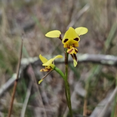 Diuris sulphurea (Tiger Orchid) at Canberra Central, ACT - 15 Oct 2023 by BethanyDunne