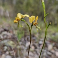 Diuris nigromontana (Black Mountain Leopard Orchid) at Canberra Central, ACT - 15 Oct 2023 by BethanyDunne