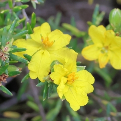 Hibbertia riparia (Erect Guinea-flower) at Beechworth, VIC - 15 Oct 2023 by KylieWaldon