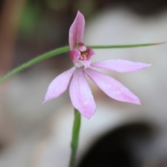 Caladenia carnea (Pink Fingers) at Beechworth, VIC - 15 Oct 2023 by KylieWaldon