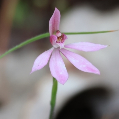 Caladenia carnea (Pink Fingers) at Beechworth, VIC - 15 Oct 2023 by KylieWaldon
