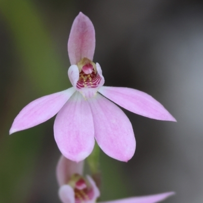 Caladenia carnea (Pink Fingers) at Beechworth, VIC - 15 Oct 2023 by KylieWaldon