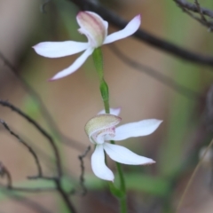 Caladenia moschata (Musky Caps) at Beechworth, VIC - 14 Oct 2023 by KylieWaldon