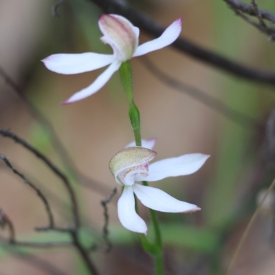 Caladenia moschata (Musky Caps) at Beechworth, VIC - 14 Oct 2023 by KylieWaldon