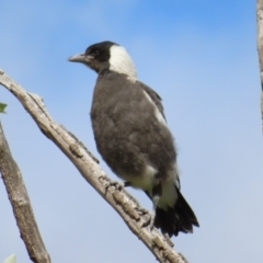 Gymnorhina tibicen (Australian Magpie) at Kambah, ACT - 15 Oct 2023 by MatthewFrawley