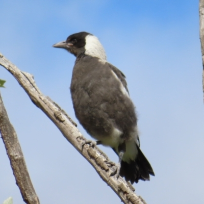 Gymnorhina tibicen (Australian Magpie) at Kambah, ACT - 15 Oct 2023 by MatthewFrawley