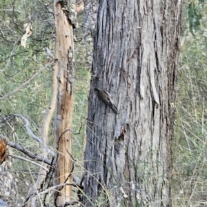 Climacteris erythrops at Bungonia, NSW - 15 Oct 2023 05:46 PM