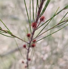 Allocasuarina littoralis (Black She-oak) at Bungonia National Park - 15 Oct 2023 by Csteele4