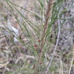 Allocasuarina littoralis at Bungonia, NSW - 15 Oct 2023