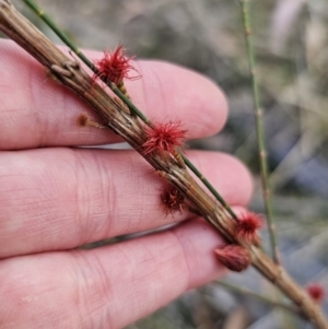 Allocasuarina littoralis at Bungonia, NSW - 15 Oct 2023