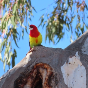 Platycercus eximius at Kambah, ACT - 15 Oct 2023