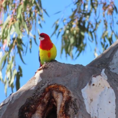 Platycercus eximius (Eastern Rosella) at Kambah, ACT - 14 Oct 2023 by MatthewFrawley