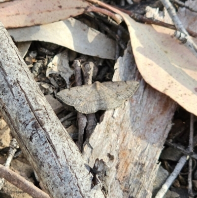 Taxeotis subvelaria (Neat Taxeotis) at Bungonia National Park - 15 Oct 2023 by Csteele4