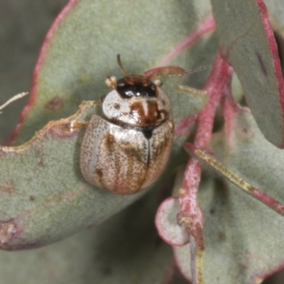 Paropsisterna m-fuscum (Eucalyptus Leaf Beetle) at Chakola, NSW - 14 Oct 2023 by AlisonMilton