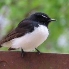 Rhipidura leucophrys (Willie Wagtail) at Lake Ginninderra - 15 Oct 2023 by MatthewFrawley