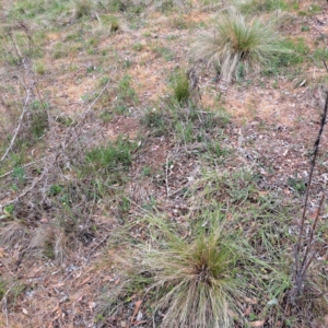 Nassella trichotoma at Majura, ACT - 15 Oct 2023 10:50 AM