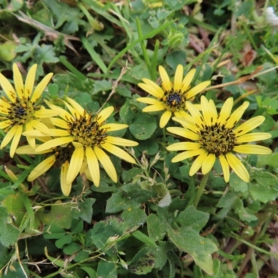 Arctotheca calendula (Capeweed, Cape Dandelion) at Belconnen, ACT - 15 Oct 2023 by MatthewFrawley