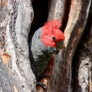 Callocephalon fimbriatum at Hughes, ACT - 15 Oct 2023