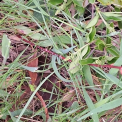 Ligustrum sinense (Narrow-leaf Privet, Chinese Privet) at Majura, ACT - 15 Oct 2023 by abread111