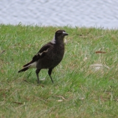 Gymnorhina tibicen (Australian Magpie) at Lake Ginninderra - 15 Oct 2023 by MatthewFrawley