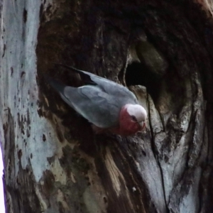 Eolophus roseicapilla at Hughes, ACT - 15 Oct 2023 07:24 PM